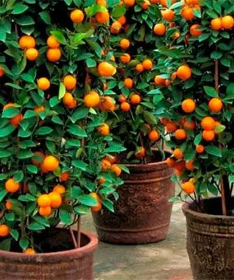 Комнатные сорта хурмы комнатная хурма14