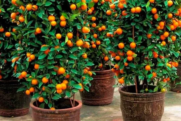 Комнатные сорта хурмы комнатная хурма14