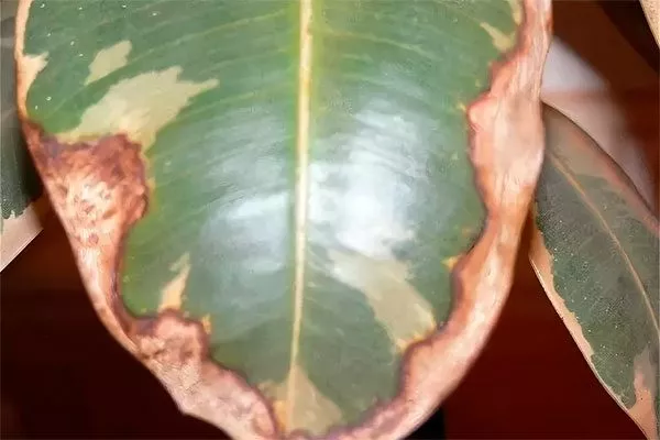 Кончики или края листьев приобретают коричневый оттенок Фикус бенджамина23