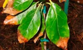 кончики усыхают листья3