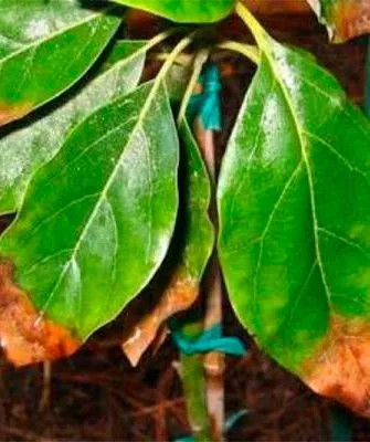 кончики усыхают листья3