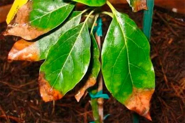 кончики усыхают листья3