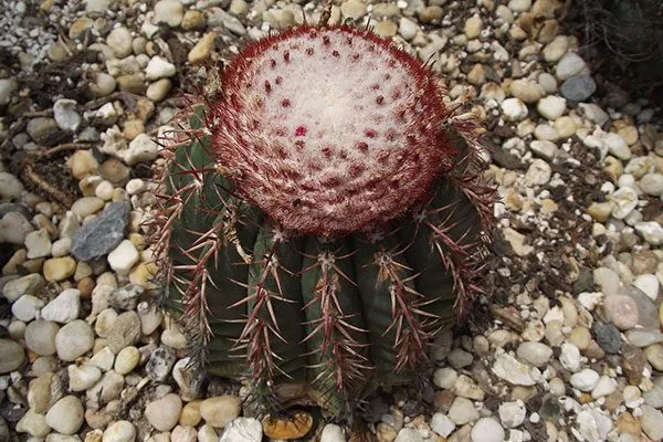 Коноидеус (Melocactus Conoideus) Виды мелокактусов9