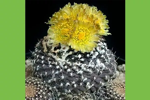 Копиапоа Тенусима (разреженная или тончайшая) Копьяпоа7