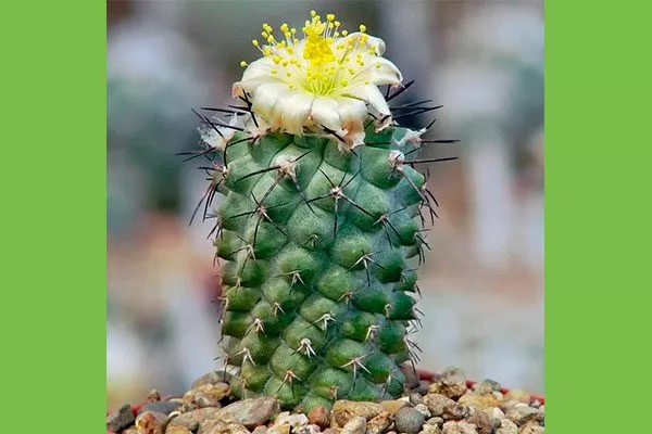 Копьяпоа горная Копьяпоа8