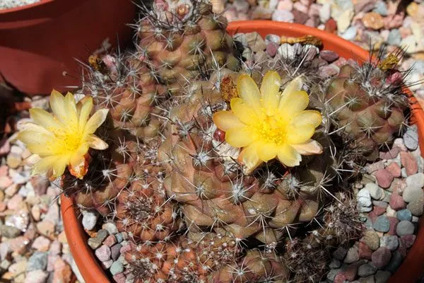 Копьяпоа Хумилис (приземистая) Копьяпоа14