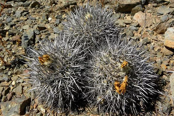 Копьяпоа иглообразная (ежевидная) Копьяпоа9