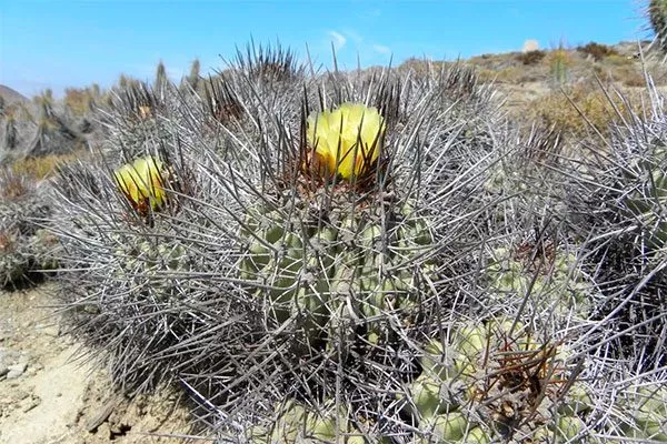 Копьяпоа кокимбанская (кокуимбана) Копьяпоа10