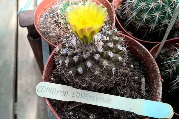 Копьяпоа лонгиспина (длинноколючковая) Копьяпоа11