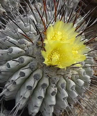 Копьяпоа пепельная (серая) Копьяпоа12