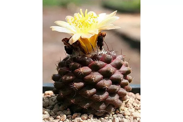 Копьяпоа подземная Copiapoa hypogaea Копьяпоа13