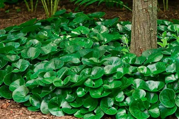 Копытень европейский