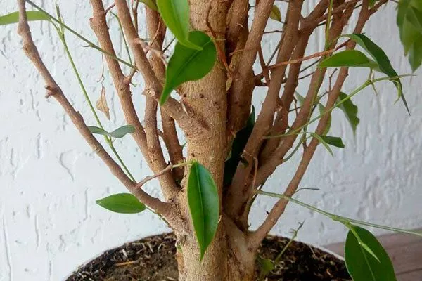 Кора Фикус бенджамина24