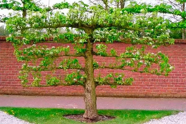 Кордон крона яблони14