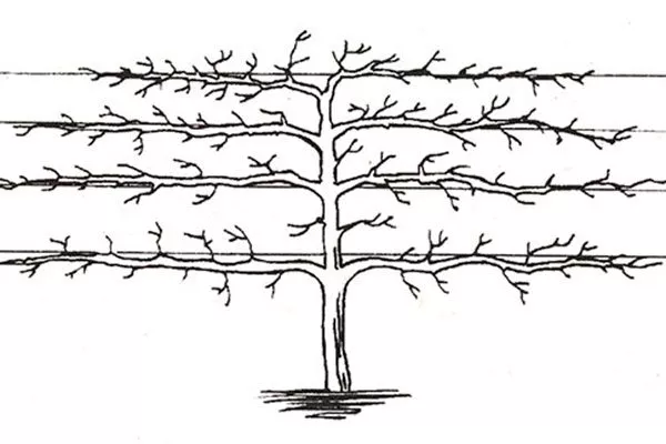 кордон1 крона яблони15