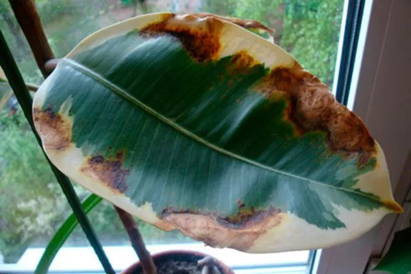 Коричневые пятна