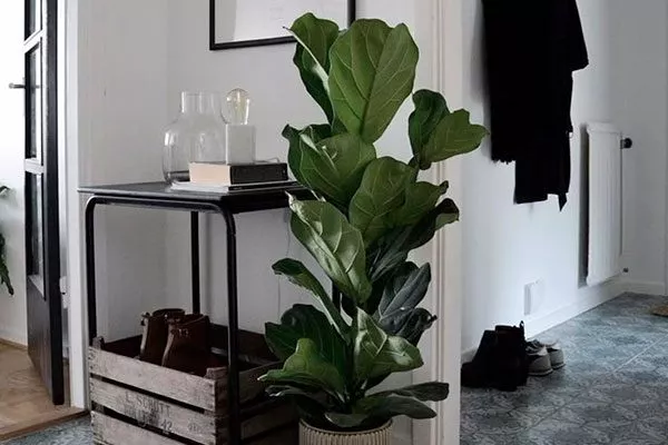 Коридоры и проходные зоны правила перемещения фикуса7