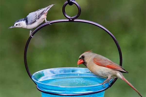 Кормушки и поилки