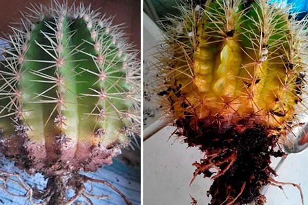 Корневая гниль Мини кактусы20