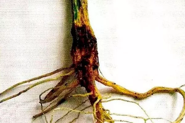 Корневая гниль Ошибки выращивания5