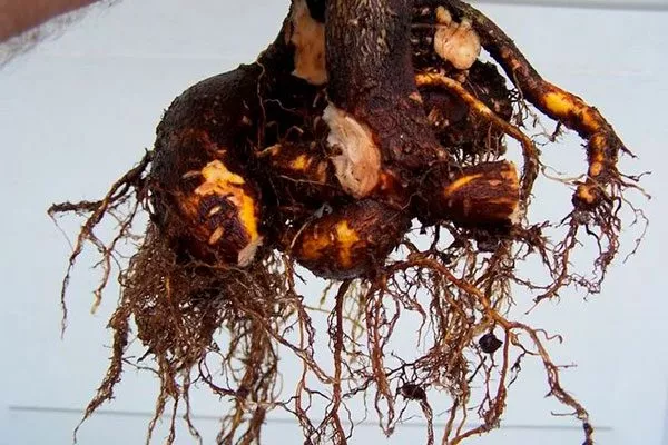 Корневая гниль Вариеготные фикусы16