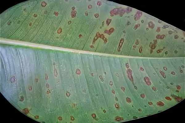 корневая гниль пятина на листьях