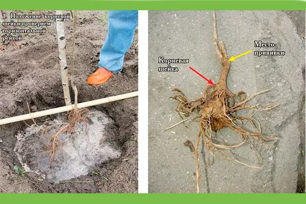 корневая шейка саженца