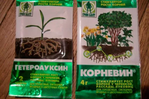 Корневин, Гетероауксин, Циркон, янтарная кислота корни кактуса5