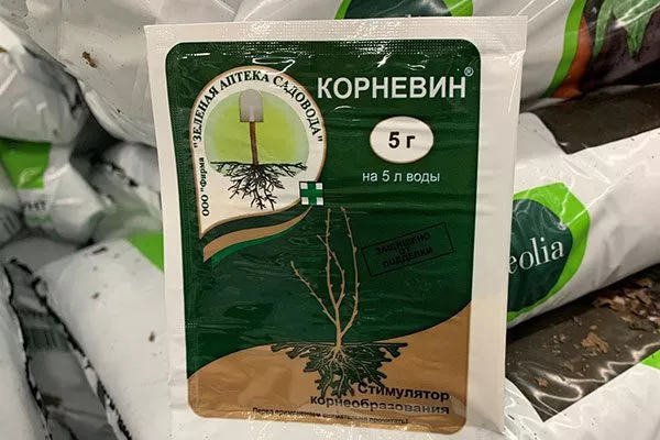 корневин способы полива герани14