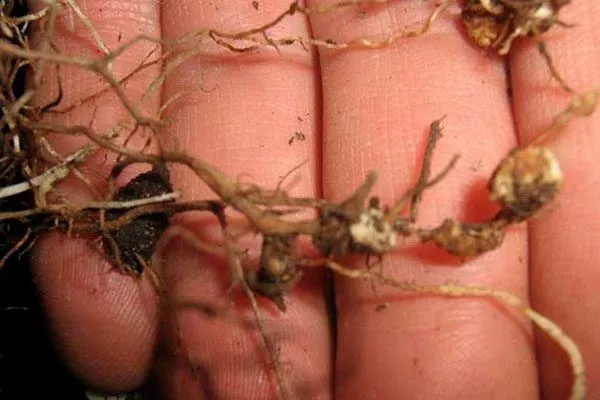 Корневые нематоды корни кактуса6