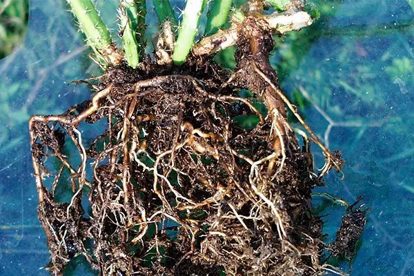 Корни Эпифитные кактусы9