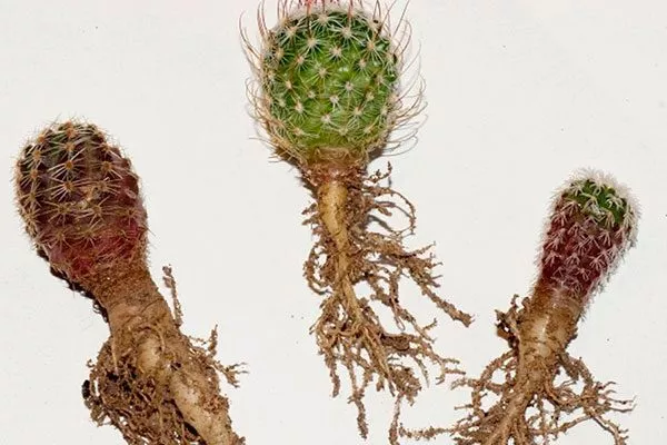 Корни кактуса выполняют ряд жизненно важных функций