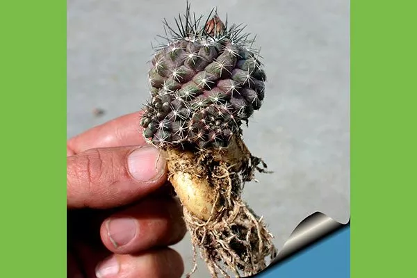 корни Копьяпоа15