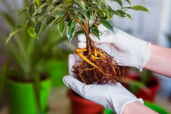 Корни покраснение стеблей2