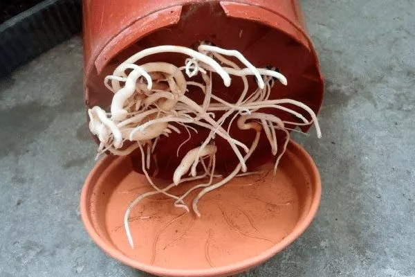 корни, прорастающие через дренажные отверстия Фикус лиролистный бамбино7