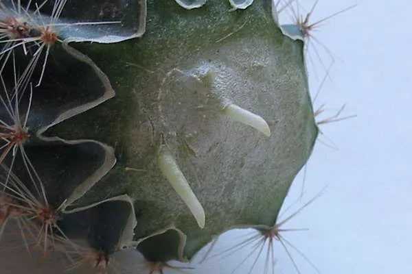 корни укорененного черенка