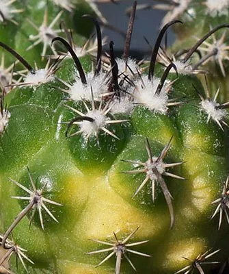 корочка от ожога ожоги у кактуса2