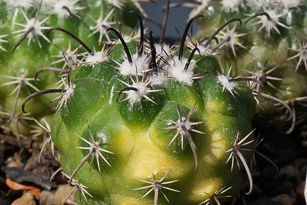 корочка от ожога ожоги у кактуса2