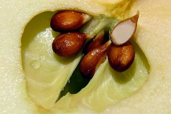 косточки яблока Выращивание из семян9