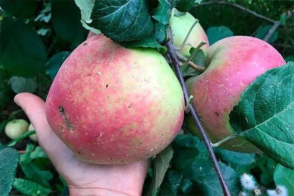 Краса Свердловска Посадка яблони24