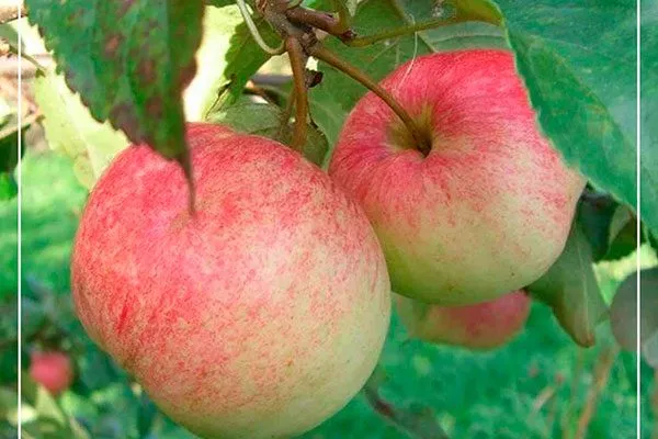 Красавица сада Посадка яблони25