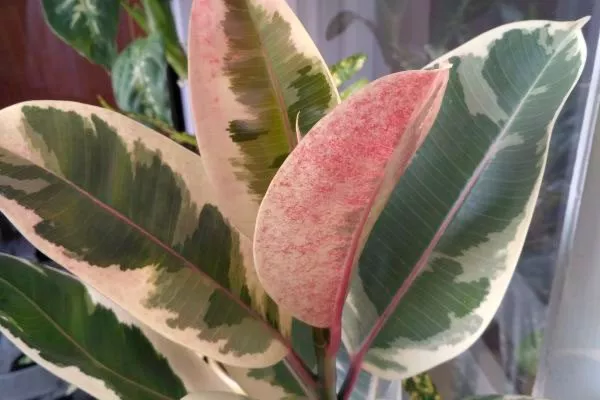 краснеют листья от холода покраснение стеблей3