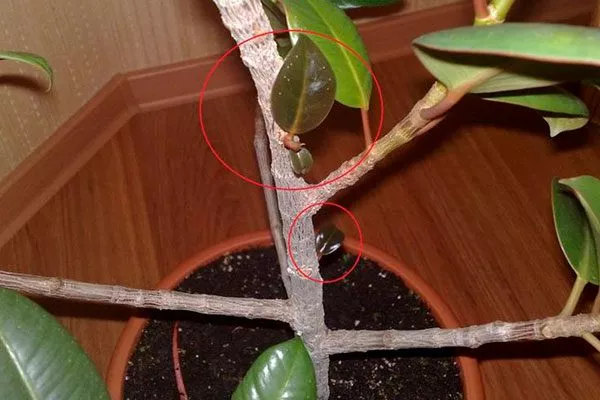 красные оттенки в междоузлиях покраснение стеблей4