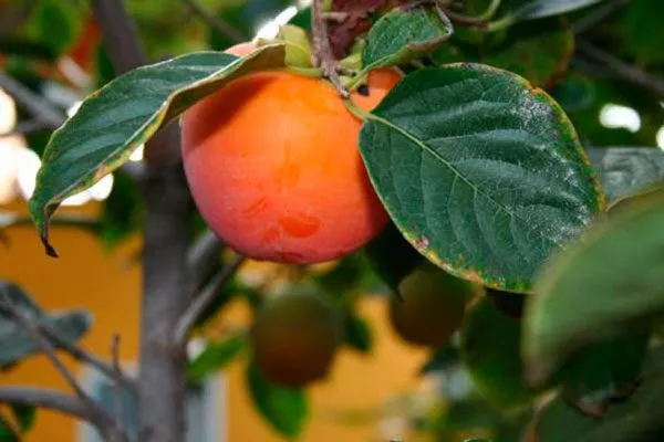 края листа усыхают листья4