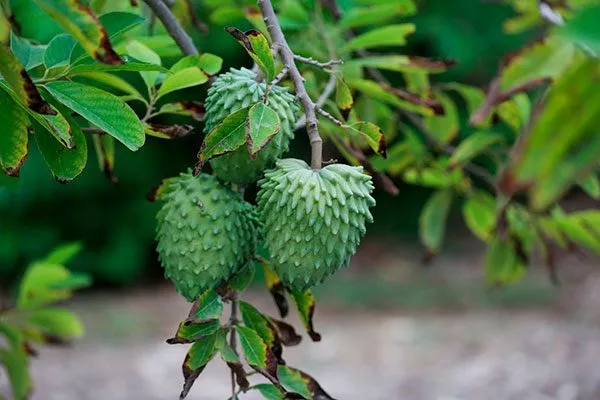 Кремовое яблоко3 сорта яблок с необычной формой17