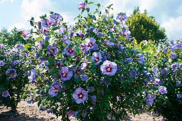 Критерии выбора места для гибискуса место посадки гибискуса6