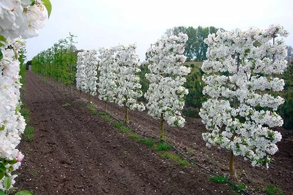 Критерии выбора сортов для шпалер Яблоня на шпалере16