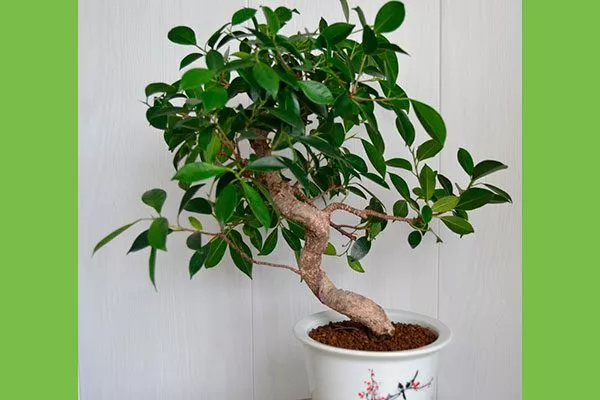 Крона фикус ретуза5