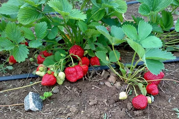 Елизаветта 2