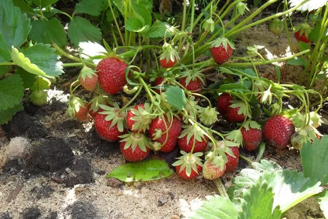 Мара де буа